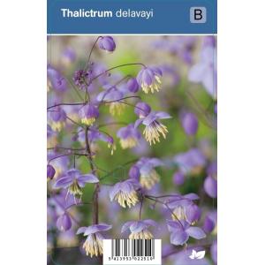 Ruit (thalictrum delavayi) schaduwplant
