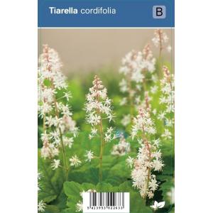 Schuimbloem (tiarella cordifolia) schaduwplant