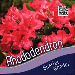 Rododendron (Rhododendron Repens "Scarlet Wonder") heester