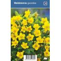 Gele aardbei (waldsteinia geoides) schaduwplant
