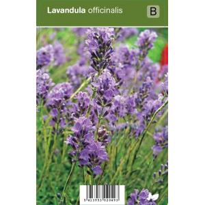 Lavendel (lavandula officinalis) kruiden