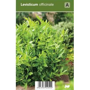 Lavas (levisticum officinale) kruiden