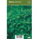Citroenmelisse (melissa officinalis) kruiden