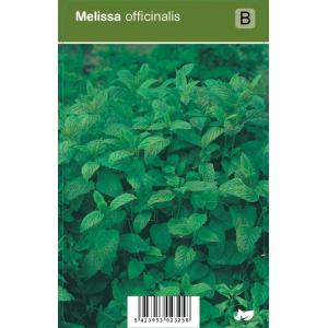 Citroenmelisse (melissa officinalis) kruiden
