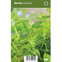 Pepermunt (mentha piperita) kruiden
