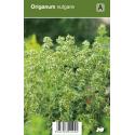 Wilde marjolein (origanum vulgare) kruiden