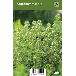 Wilde marjolein (origanum vulgare) kruiden