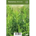 Rozemarijn (rosmarinus officinalis) kruiden