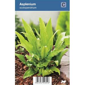 Tongvaren (Asplenium Scolopendrium) schaduwplant
