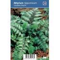 Japanse regenboog (athyrium nipponicum “Urselers Red®”) schaduwplant