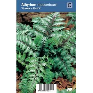 Japanse regenboog (athyrium nipponicum “Urselers Red®”) schaduwplant