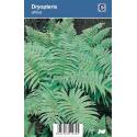 Schildvaren (dryopteris affinis) schaduwplant