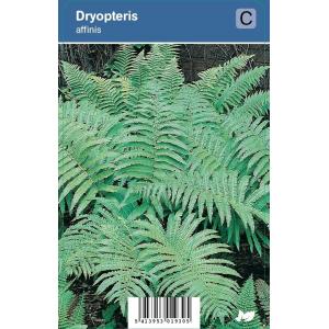 Schildvaren (dryopteris affinis) schaduwplant