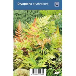Herfstvaren (dryopteris erythrosora) schaduwplant