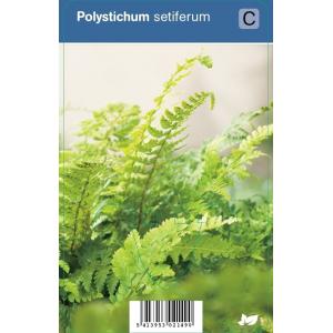 Naaldvaren (polystichum setiferum) schaduwplant