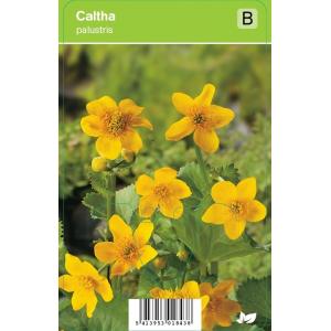 Dotterbloem (caltha palustris) voorjaarsbloeier
