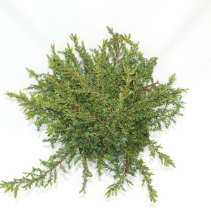 Jeneverbes (Juniperus communis "Green Carpet") conifeer