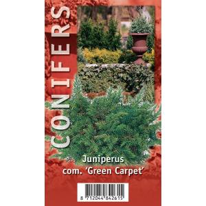 Jeneverbes (Juniperus communis "Green Carpet") conifeer