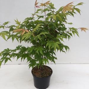 Japanse esdoorn (Acer palmatum "Osakasuki") heester