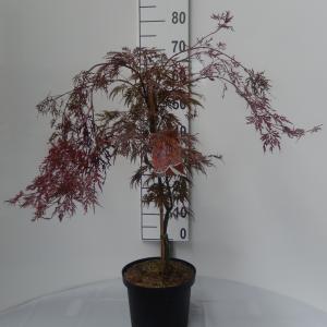 Japanse esdoorn (Acer palmatum "Crimson Queen") heester