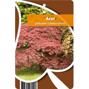 Japanse esdoorn (Acer palmatum "Crimson Queen") heester