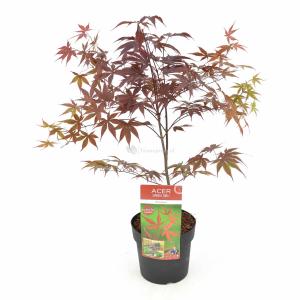 Japanse esdoorn (Acer palmatum "Bloodgood") heester