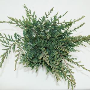 Kruipende jeneverbes (Juniperus horizontalis "Blue Chip") conifeer