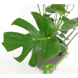 Monstera pertusem M gatenplant hydrocultuur plant