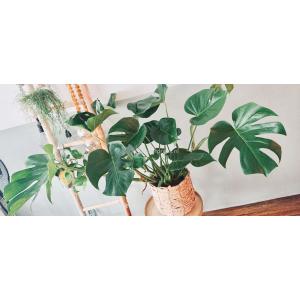 Monstera pertusem M gatenplant hydrocultuur plant