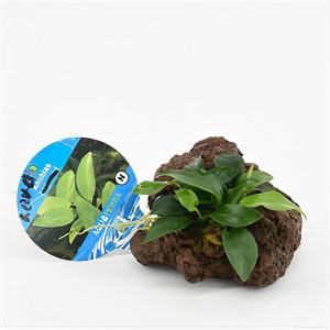 Anubias nana - op vulkanische rots - aquarium plant