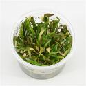 Cryptocoryne willisii - 3 stuks - aquarium plant