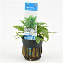 Cryptocoryne willisii - 6 stuks - aquarium plant