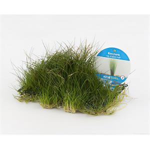 Eleocharis grasop op matje - 3 stuks - aquarium plant