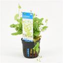 Cardamine lyrata - 6 stuks - aquarium plant