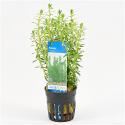 Rotala bossii
 - 6 stuks - aquarium plant