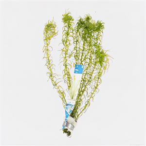 Elodea canadensis - 10 stuks - aquarium plant