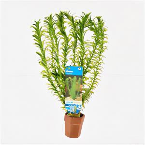 Elodea densa - 10 stuks - aquarium plant