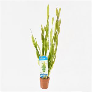 Vallisneria asiatica - 10 stuks - aquarium plant