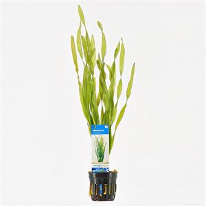 Vallisneria asiatica - 6 stuks - aquarium plant