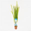 Vallisneria spiralis - 10 stuks - aquarium plant