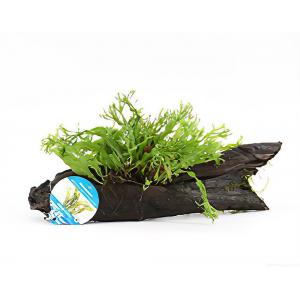 Microsorum species - op drijfhout  -  aquarium plant