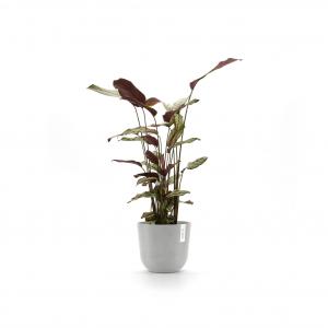 Ecopots Oslo met waterreservoir kunststof bloempot Wit/Grijs - Ø 23,4 cm