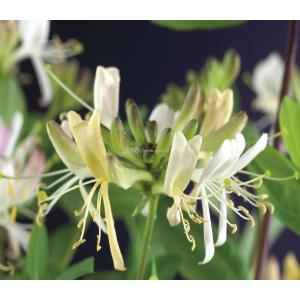 Kamperfoelie Lonicera Periclymenum Belgica Select 120 cm klimplant