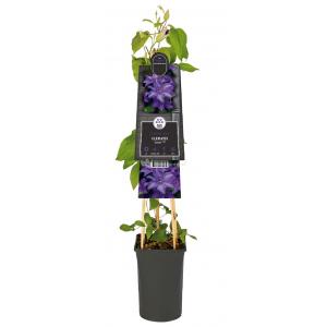 Grootbloemige Clematis Esther PBR 75 cm klimplant