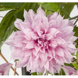 Grootbloemige Clematis Multi Pink PBR 75 cm klimplant