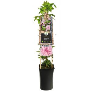 Grootbloemige Clematis Multi Pink PBR 75 cm klimplant