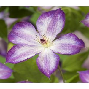 Grootbloemige Clematis Pernille PBR 75 cm klimplant