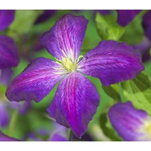 Grootbloemige Clematis So Many Purple Flowers PBR 120 cm klimplant