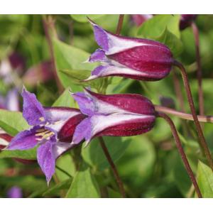 Kleinbloemige Clematis Prince William PBR 75 cm klimplant