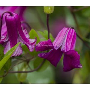 Kleinbloemige Clematis Viticella Queen Mother PBR 75 cm klimplant